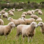 agneau de pre sale vente directe 1
