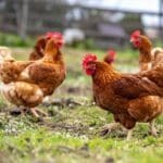 poulet fermier vente directe 1