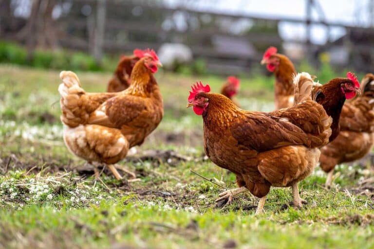 poulet fermier vente directe 1